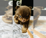 Puppy 2 Pomeranian