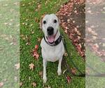 Small #1 English Foxhound Mix