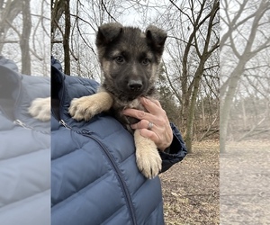 German Shepherd Dog Puppy for sale in ARMSTRONG, MO, USA