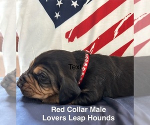 Bloodhound Puppy for Sale in HAZLEHURST, Georgia USA