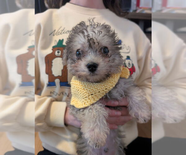 Medium Photo #8 Maltipoo (Miniature) Puppy For Sale in Pacifica, CA, USA