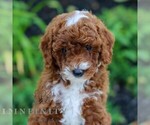 Small #3 Cavapoo
