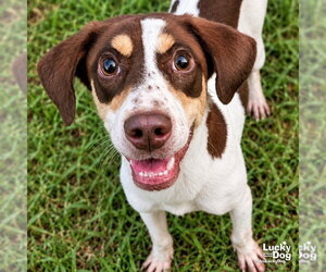 Beagle-Unknown Mix Dogs for adoption in Washington, DC, USA