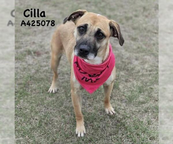 Medium Photo #2 Black Mouth Cur-Unknown Mix Puppy For Sale in Conroe, TX, USA