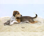 Small #1 Mutt