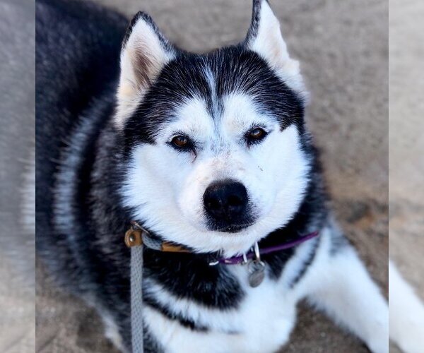 Medium Photo #5 Siberian Husky Puppy For Sale in  Ramona, CA, USA