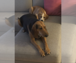 Small #10 Mutt