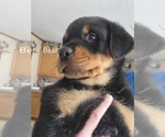 Small Photo #1 Rottweiler Puppy For Sale in GENEVA, NY, USA