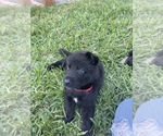 Small Photo #3 German Shepherd Dog Puppy For Sale in PLANTATION, FL, USA