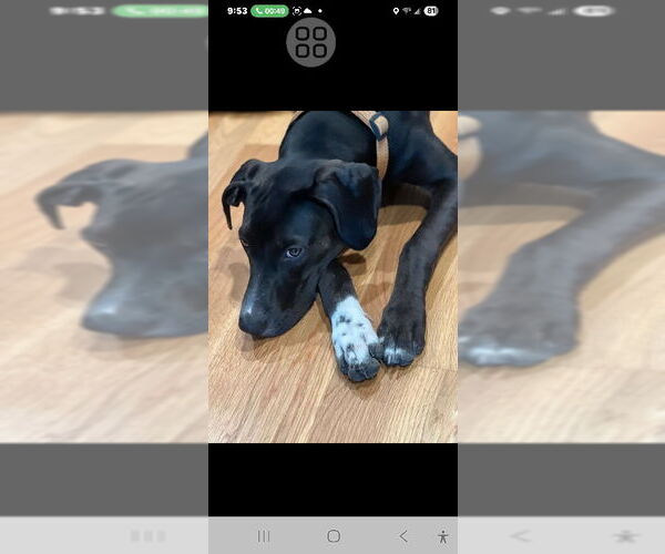 Medium Photo #4 Labrador Retriever-Unknown Mix Puppy For Sale in Rocky Mount, NC, USA