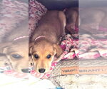 Small #4 German Shepherd Dog Mix