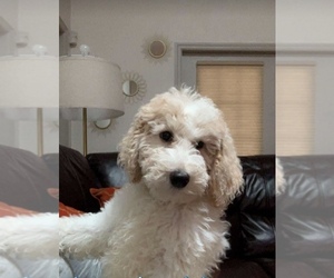 Goldendoodle Puppy for sale in GAINESVILLE, FL, USA