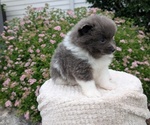 Small Photo #44 Pomeranian Puppy For Sale in GOSHEN, IN, USA