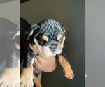 Small Photo #6 Bulldog Puppy For Sale in PORTERVILLE, CA, USA