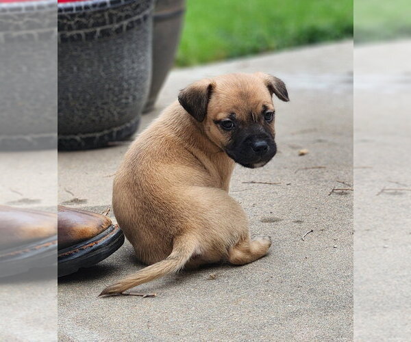 Medium Photo #2 Mutt Puppy For Sale in Great Bend, KS, USA