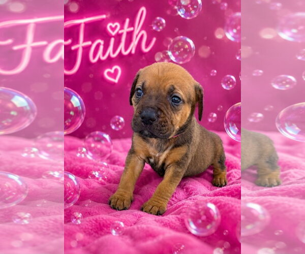 Medium Photo #1 Mutt Puppy For Sale in Sanford, FL, USA