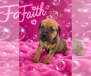 Mutt Dogs for adoption in Sanford, FL, USA