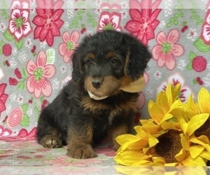 Pembroke Welsh Corgi-Poodle (Miniature) Mix Puppy for sale in LANCASTER, PA, USA