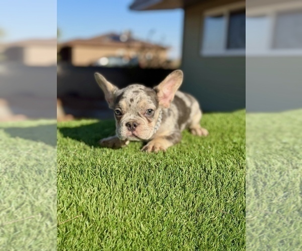 Medium Photo #9 French Bulldog Puppy For Sale in WINNSBORO, TX, USA