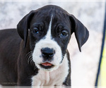 Small #1 Great Dane