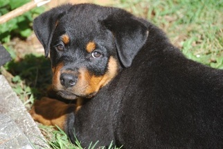 Rottweiler Puppy for sale in SNOHOMISH, WA, USA