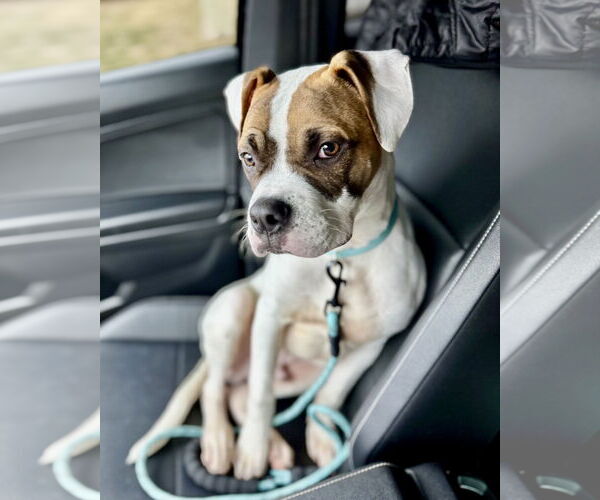 Medium Photo #2 Boxer-Unknown Mix Puppy For Sale in Dumont, NJ, USA