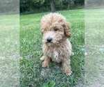 Small #9 Poodle (Miniature)