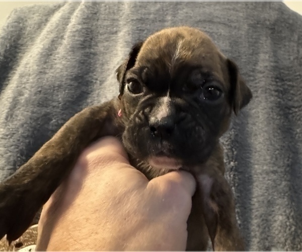 Medium Photo #9 Boxer Puppy For Sale in LANSING, MI, USA