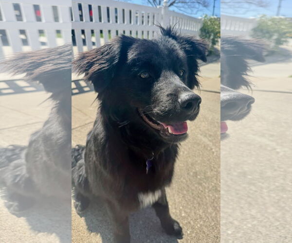 Medium Photo #2 Mutt Puppy For Sale in Newport Beach, CA, USA