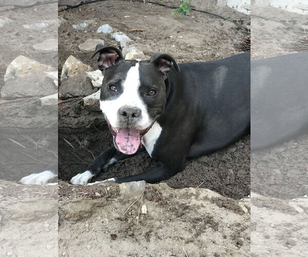 Medium Photo #4 American Pit Bull Terrier Puppy For Sale in Berkeley, CA, USA