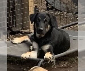 Shepradors Dogs for adoption in Bristol, CT, USA