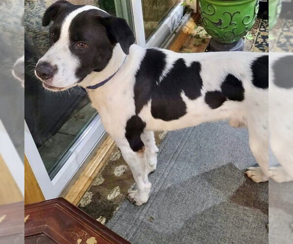 Medium Photo #2 Collie-Pointer Mix Puppy For Sale in columbia, SC, USA