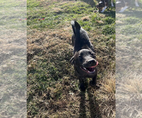 Medium Photo #4 Labrador Retriever-Unknown Mix Puppy For Sale in Aurora, IN, USA
