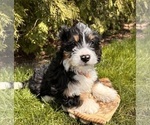 Small Photo #1 Bernedoodle (Miniature) Puppy For Sale in MIDDLEBURY, IN, USA