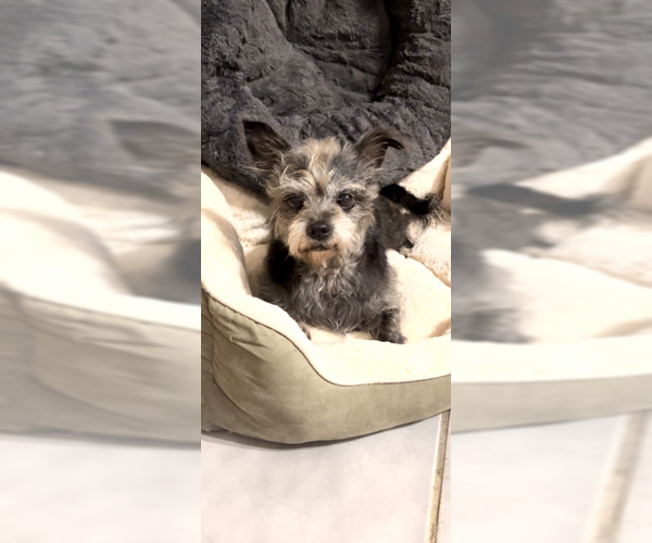 Medium Photo #4 Shih Tzu-Unknown Mix Puppy For Sale in Weston, FL, USA