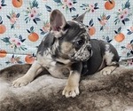 Small Photo #4 French Bulldog Puppy For Sale in BLAKESBURG, IA, USA