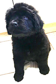 Medium Photo #1 Newfoundland Puppy For Sale in SOLSBERRY, IN, USA