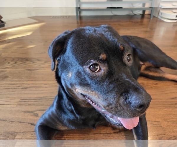 Medium Photo #1 Rottweiler Puppy For Sale in CHICAGO, IL, USA