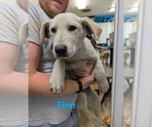 Shepradors Dogs for adoption in Franklin, North Carolina, NC, USA
