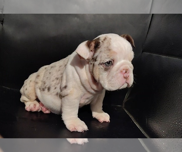 Medium Photo #1 English Bulldog Puppy For Sale in BRANDON, FL, USA