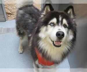 Alaskan Malamute Dogs for adoption in Orange, CA, USA