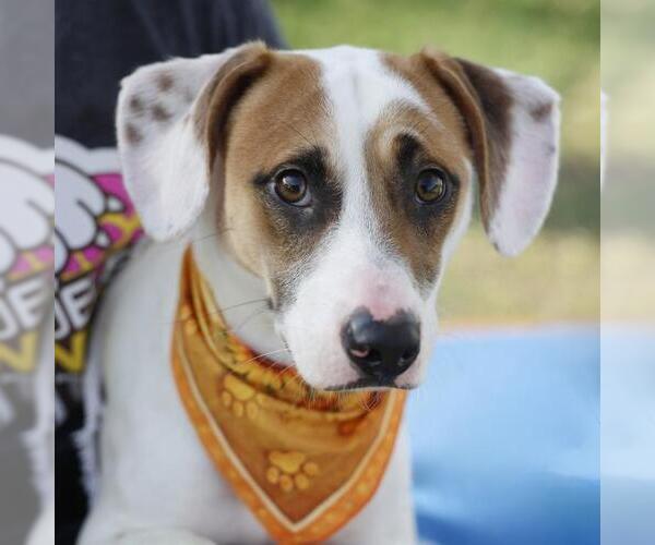 Medium Photo #1 Mutt Puppy For Sale in San Antonio, TX, USA