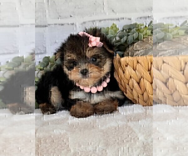 Medium Photo #11 Maltipoo Puppy For Sale in MIAMI BEACH, FL, USA