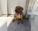 Small #1 Mutt