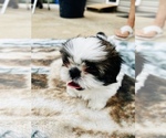 Small Photo #2 Shih Tzu Puppy For Sale in MOORESVILLE, NC, USA
