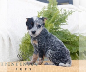 Australian Cattle Dog Puppy for sale in ATGLEN, PA, USA