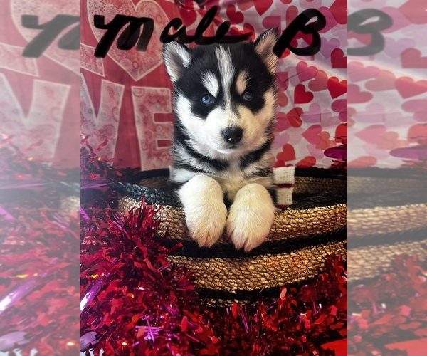 Medium Photo #1 Siberian Husky Puppy For Sale in PARK CITY, KY, USA
