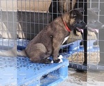 Puppy Puppy 7 Akita