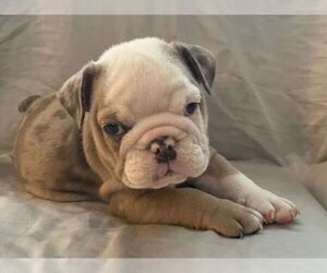 English Bulldog Puppy for sale in JOHNS ISLAND, SC, USA
