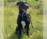 Small #9 Labrador Retriever Mix